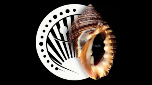 purpura snail shell blended with festival mode logo